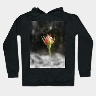 rosebud in the snow 3 Hoodie